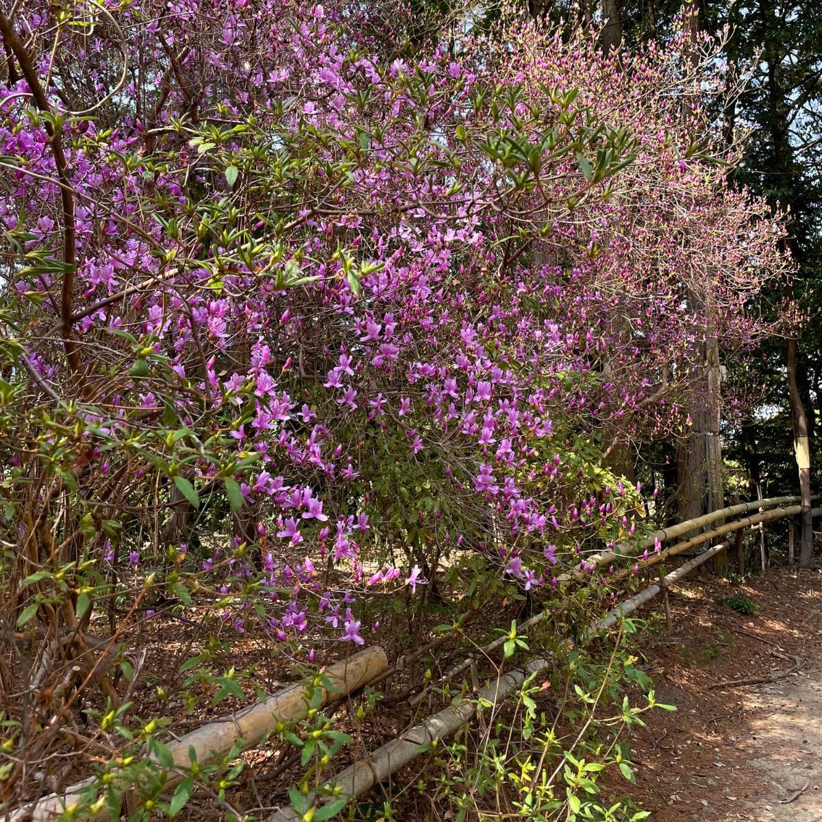 Mt. Daimonji - Spring Hike from Demachiyanagi to Keage – Kyoto in Full Bloom