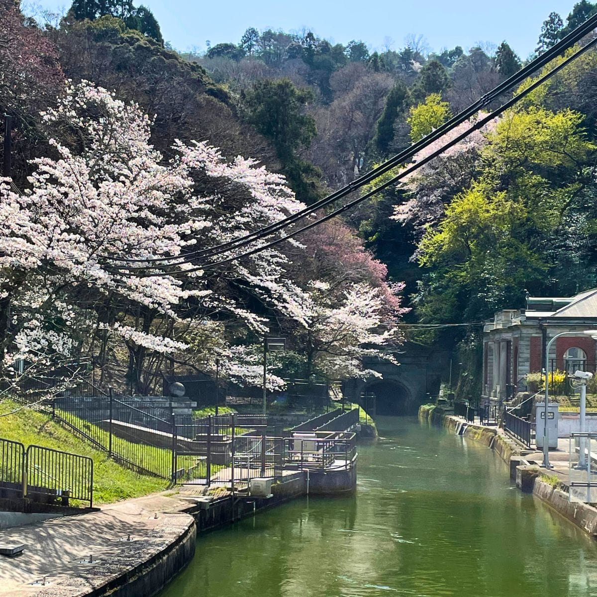 Mt. Daimonji - Spring Hike from Demachiyanagi to Keage – Kyoto in Full Bloom