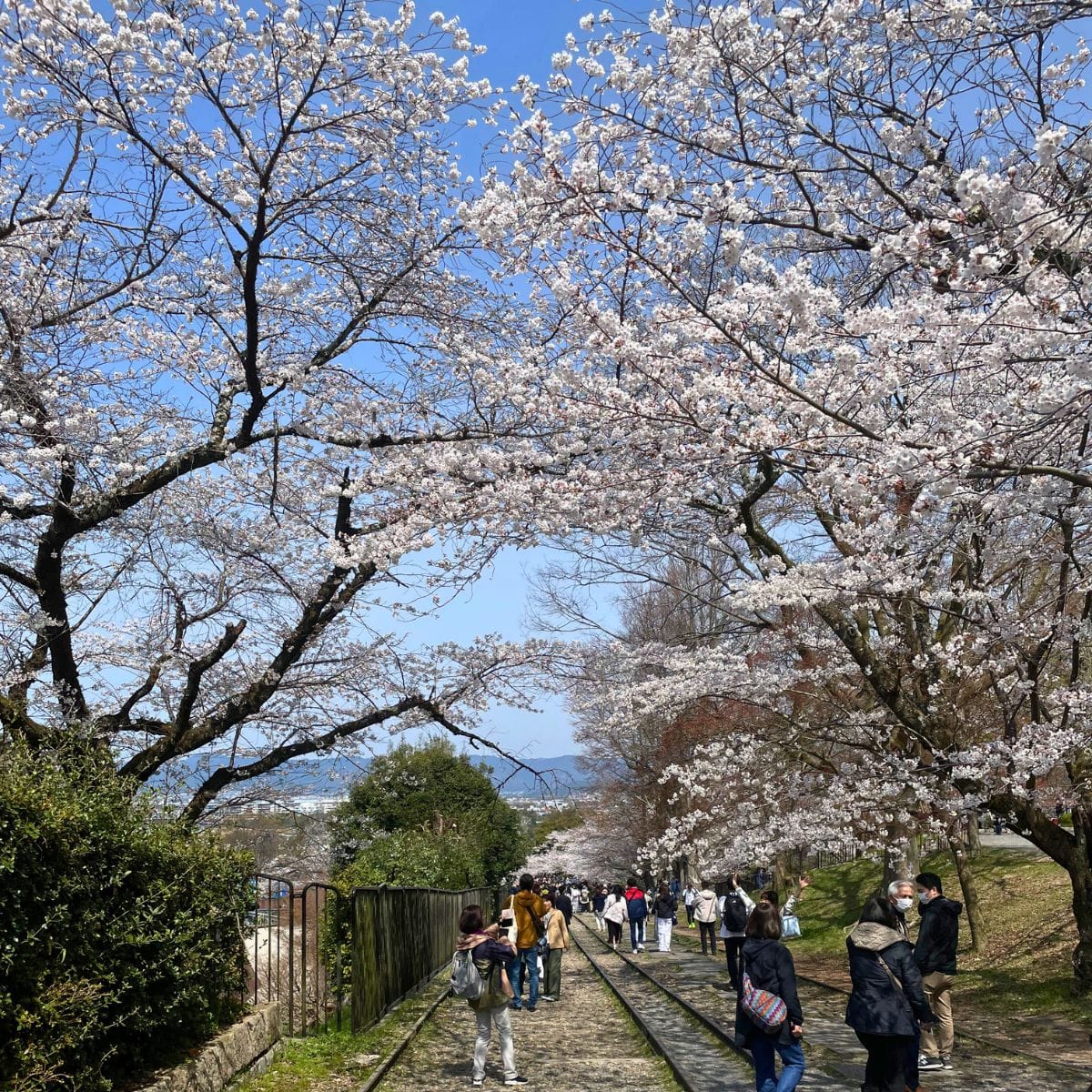 Mt. Daimonji - Spring Hike from Demachiyanagi to Keage – Kyoto in Full Bloom