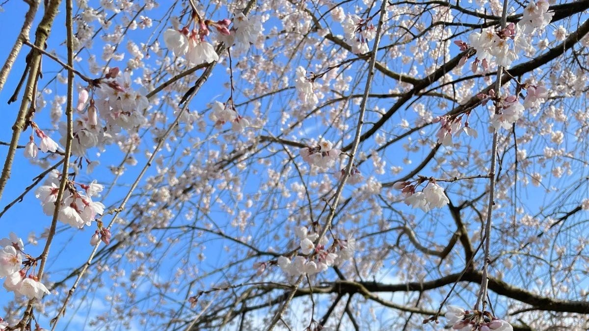 Where to See Cherry Blossoms in Kyoto 2025