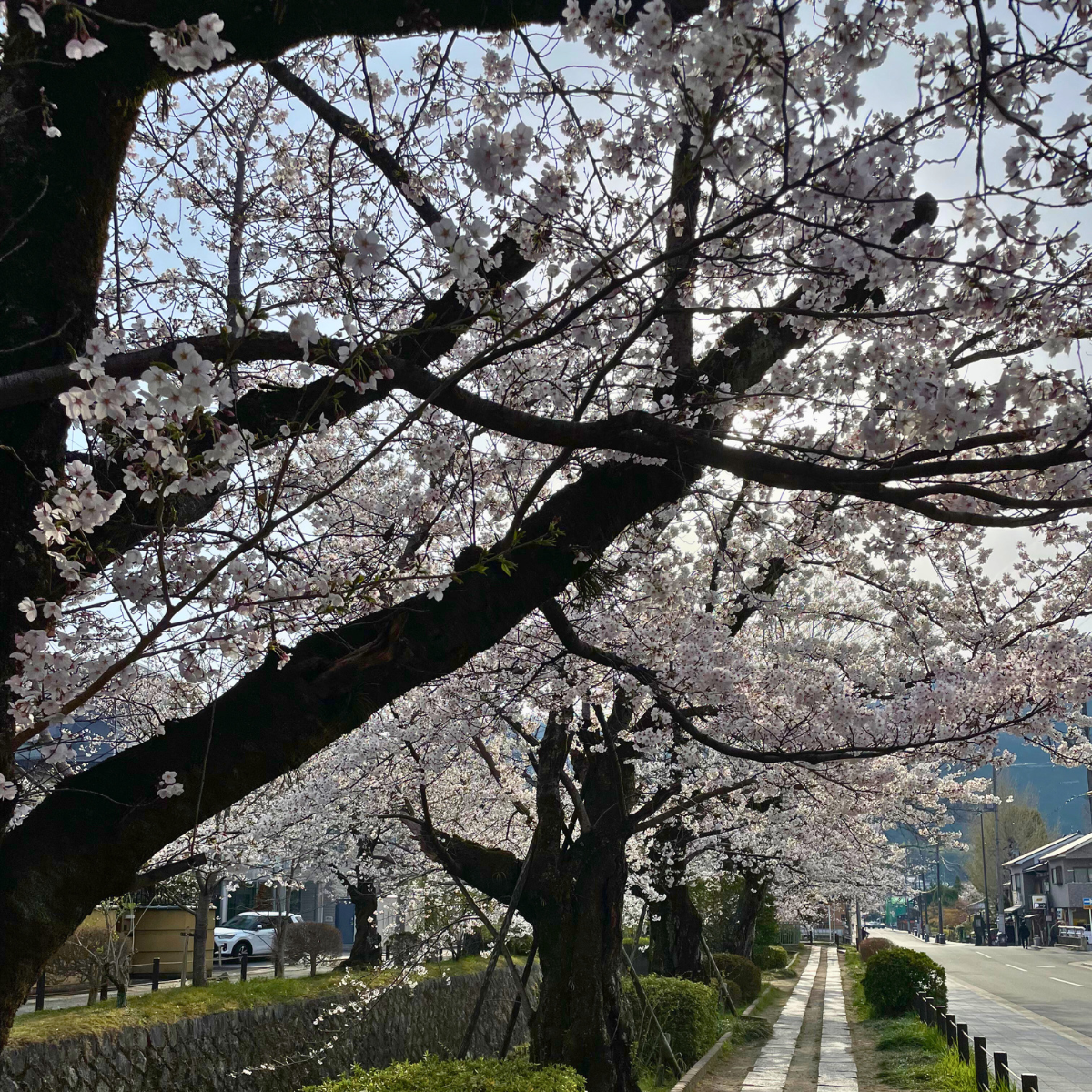 Mt. Daimonji - Spring Hike from Demachiyanagi to Keage