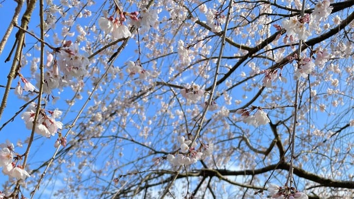 Where to See Cherry Blossoms in Kyoto 2025