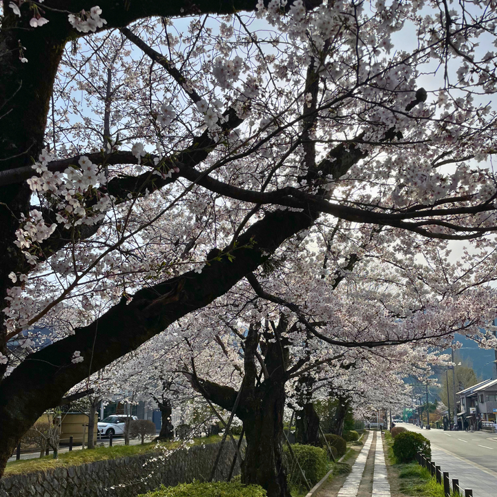 Mt. Daimonji - Spring Hike from Demachiyanagi to Keage